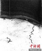 深海生物如何打造其生态环境？国际最新研究发